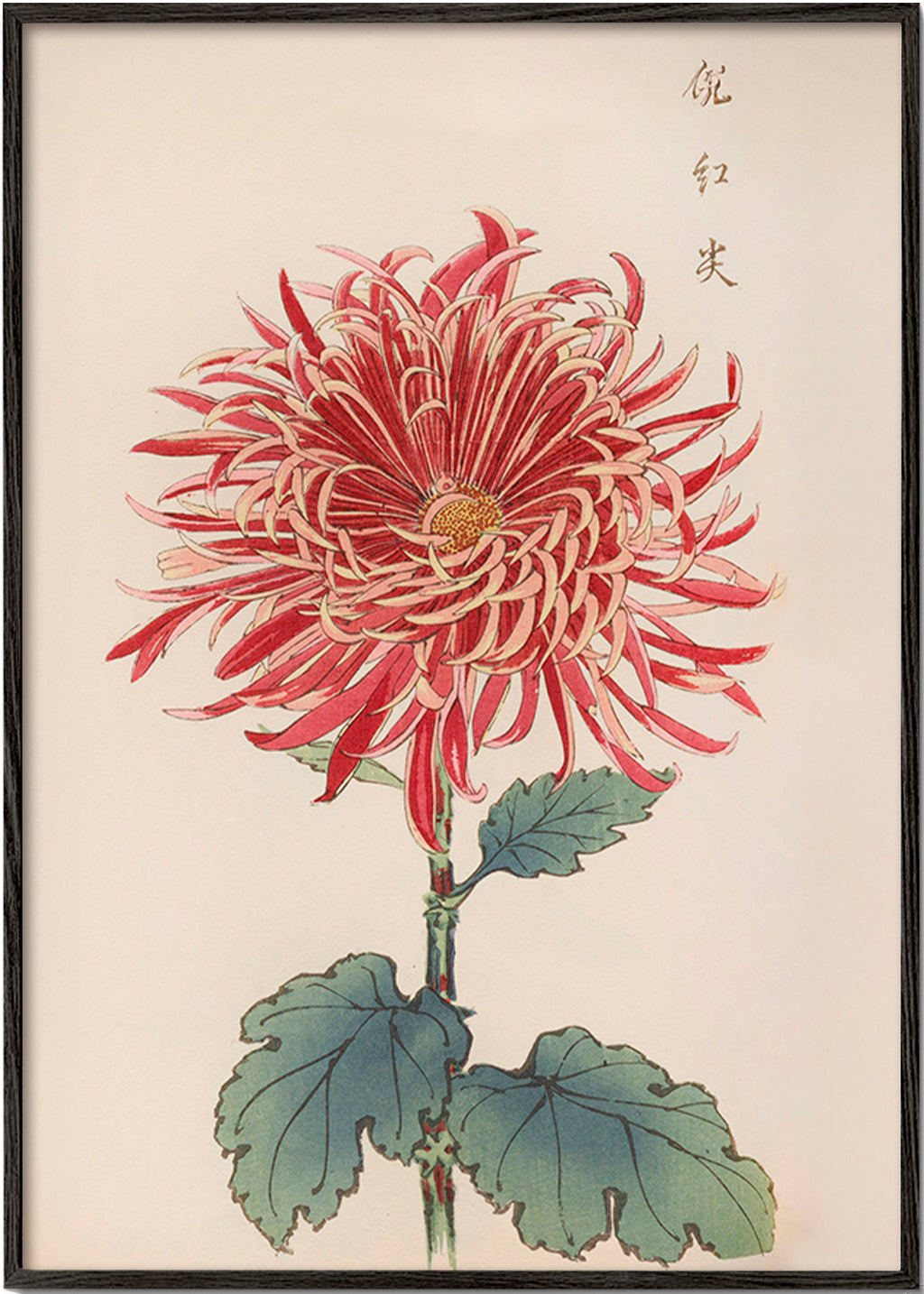 Botanisk plakat rød krysantemum detaljeret