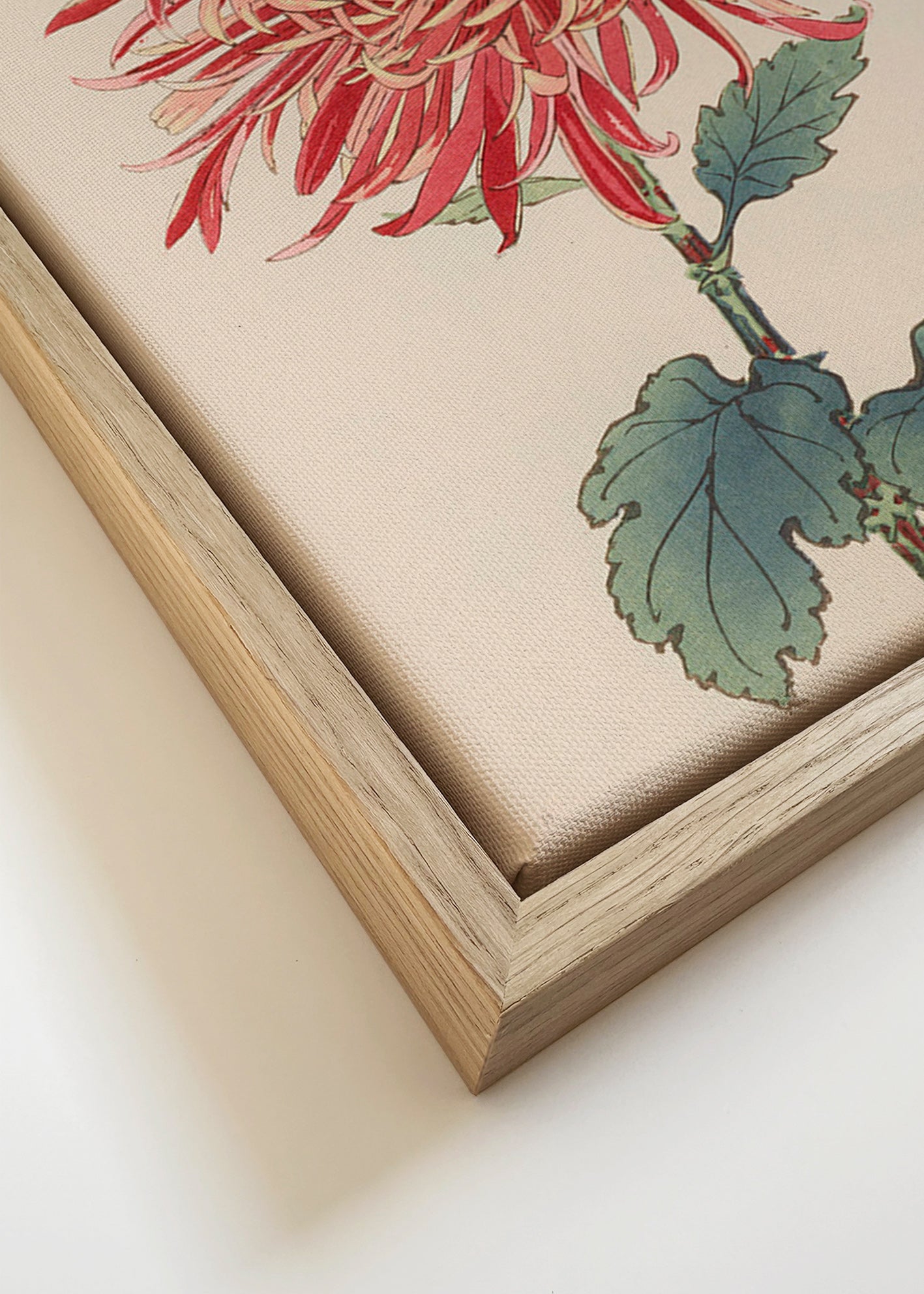 Botanisk plakat rød krysantemum detaljeret