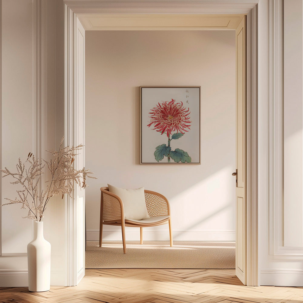 Botanisk plakat rød krysantemum detaljeret