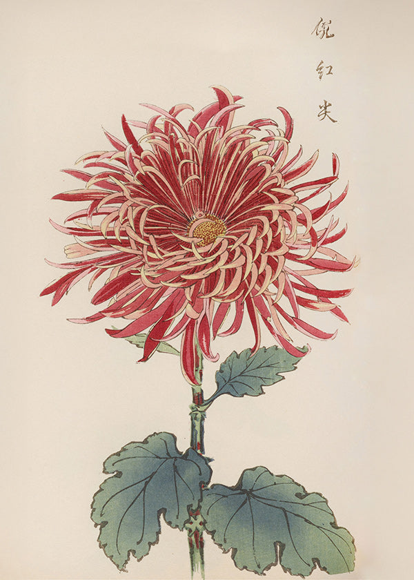 Botanisk plakat rød krysantemum detaljeret