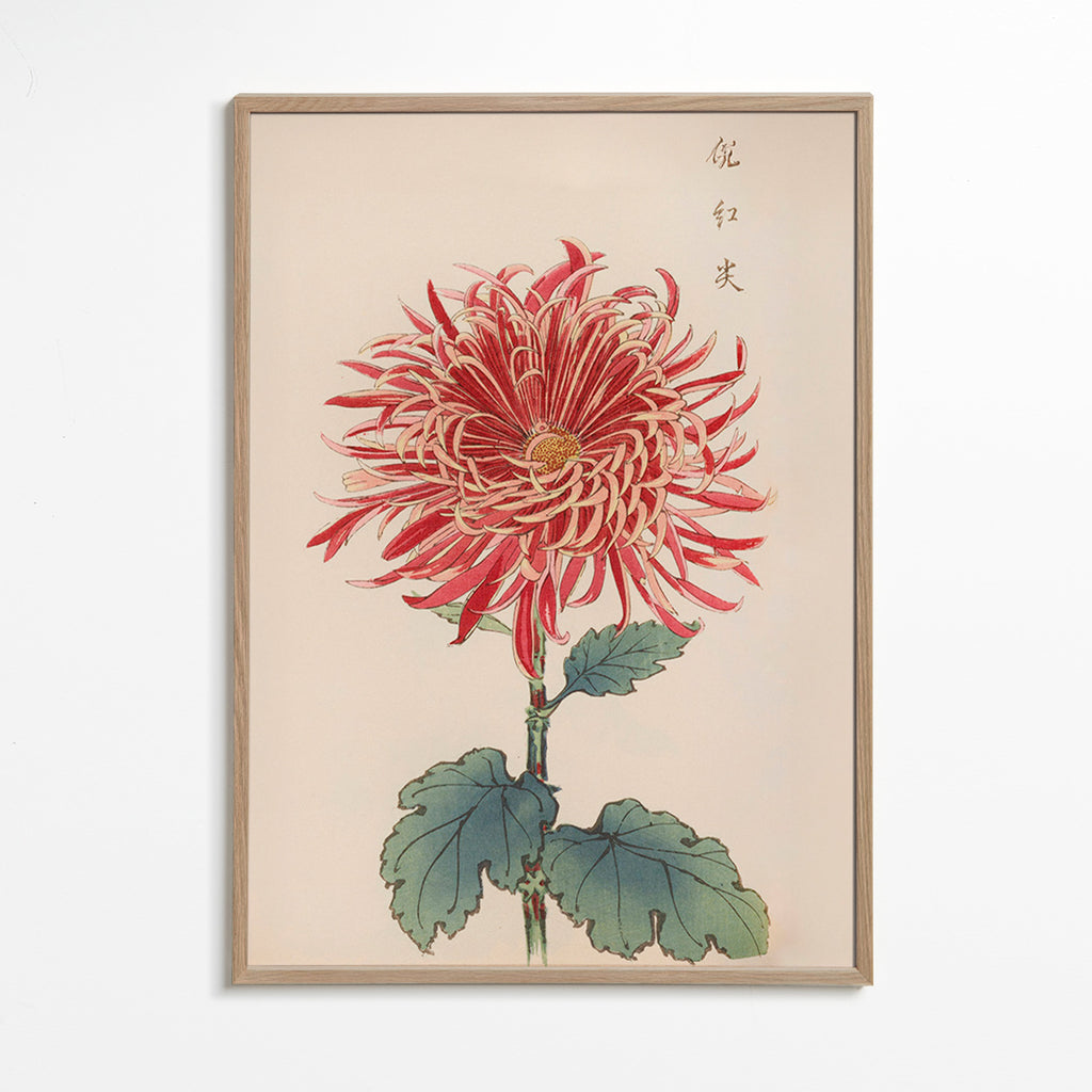 Botanisk plakat rød krysantemum detaljeret