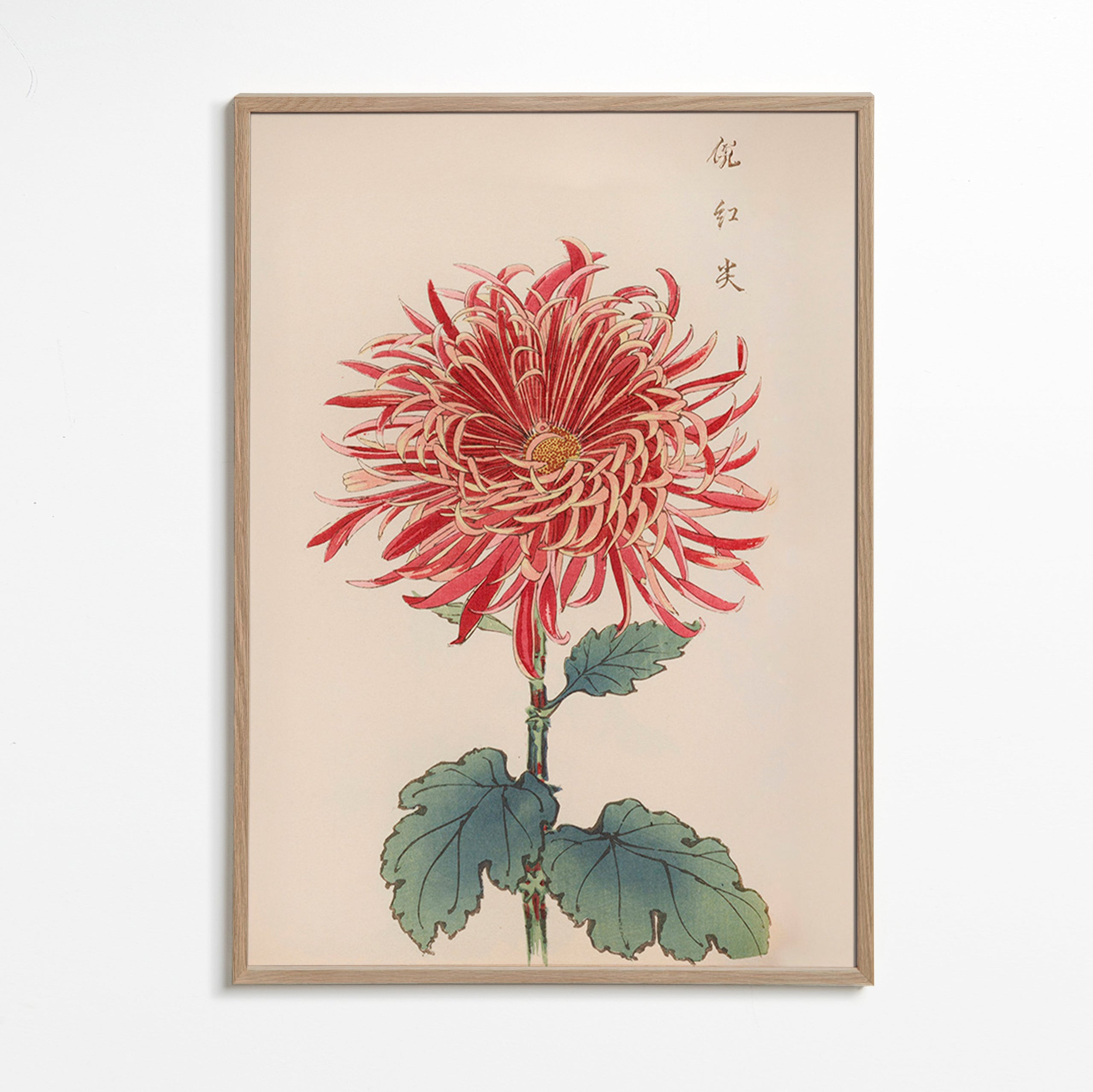 Botanisk plakat rød krysantemum detaljeret