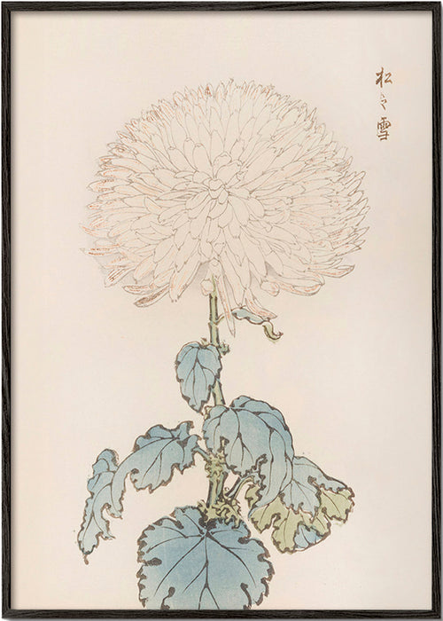 Botanisk plakat: japansk krysantem detalje