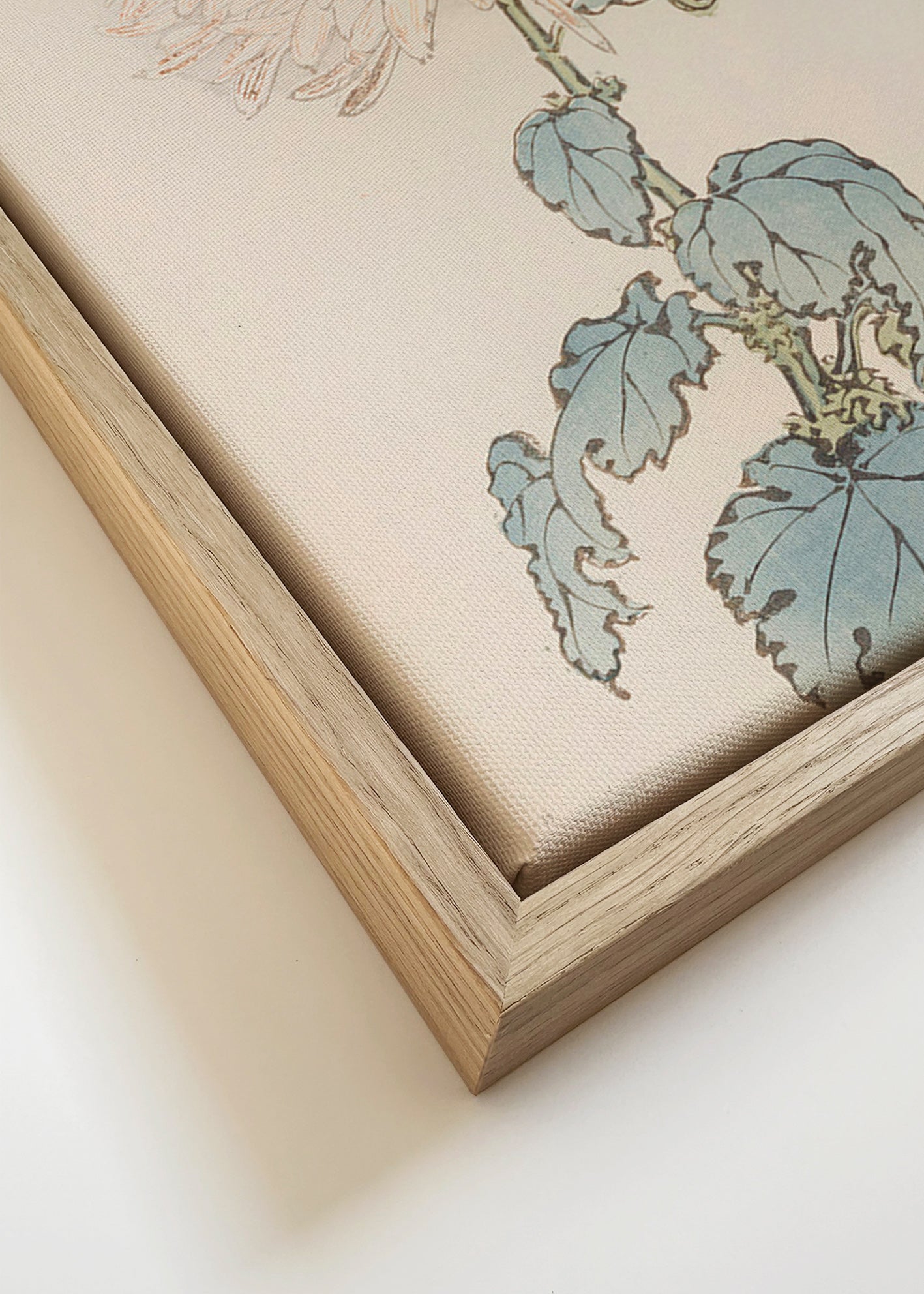 Botanisk plakat: japansk krysantem detalje