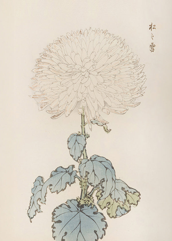 Botanisk plakat: japansk krysantem detalje
