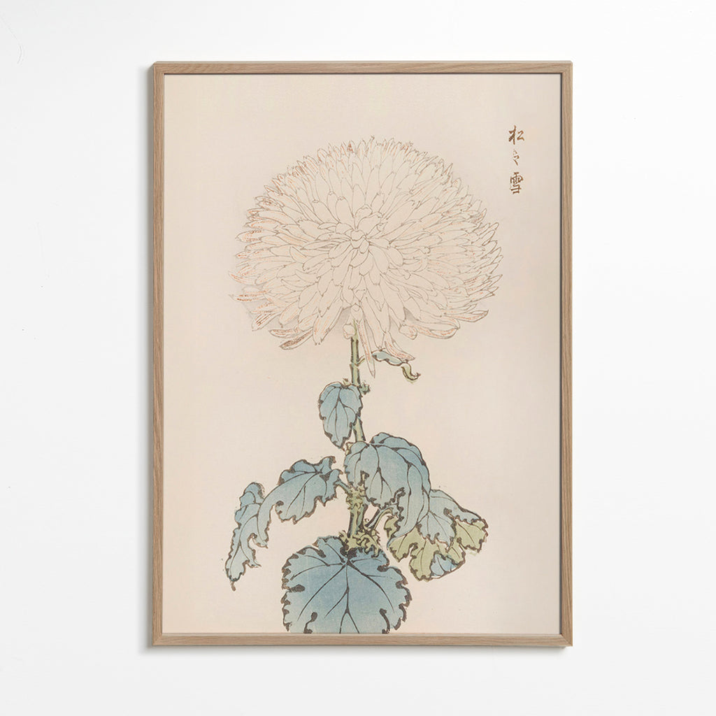 Botanisk plakat: japansk krysantem detalje