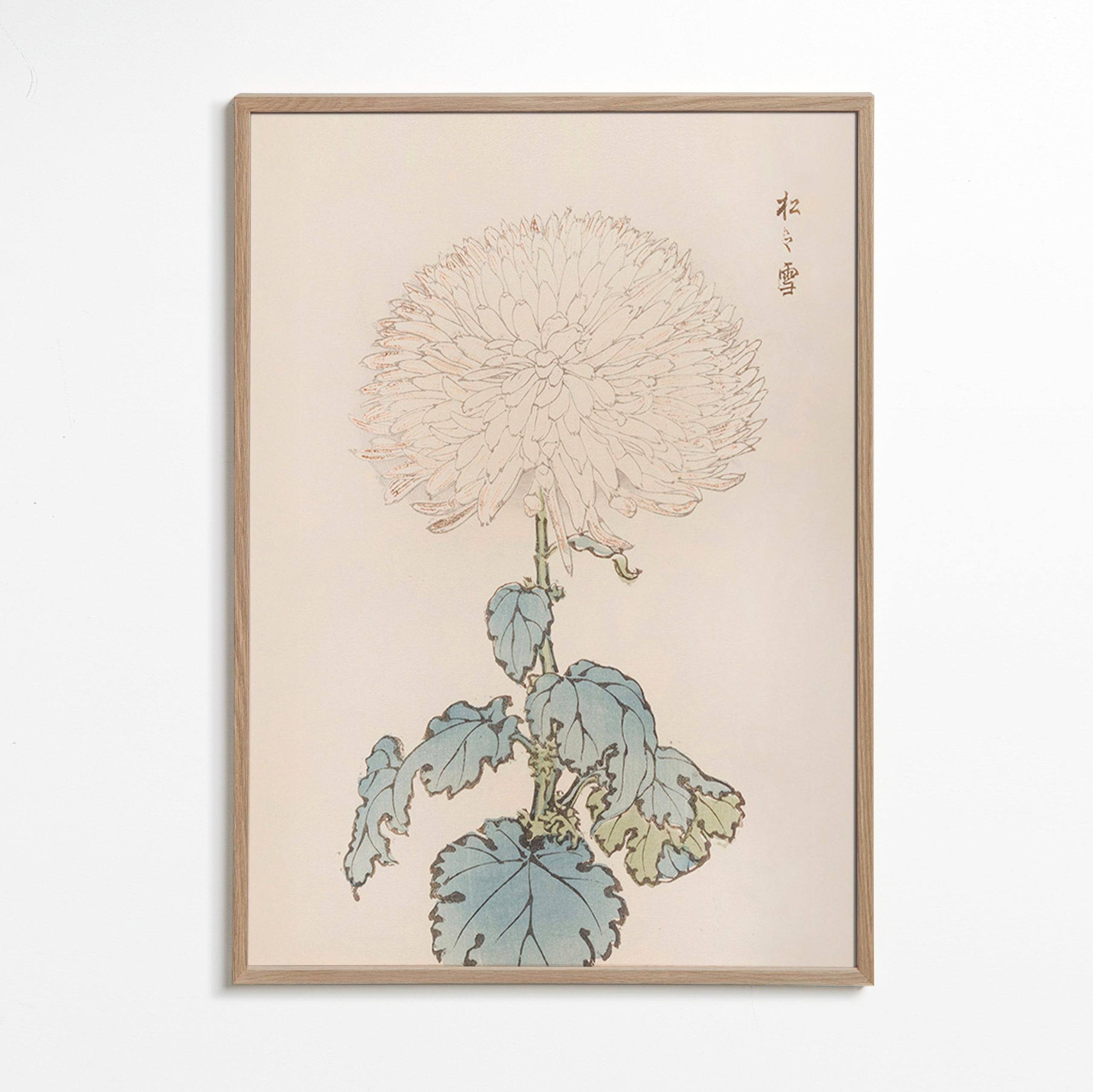 Botanisk plakat: japansk krysantem detalje