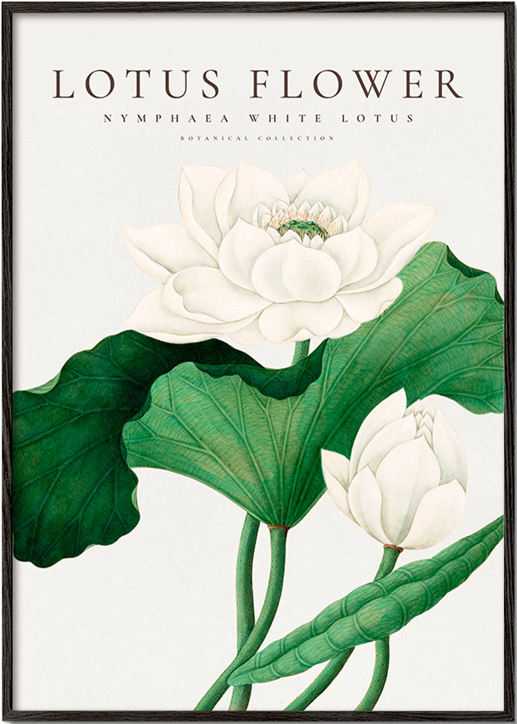 Botanisk plakat Hvid lotus studie