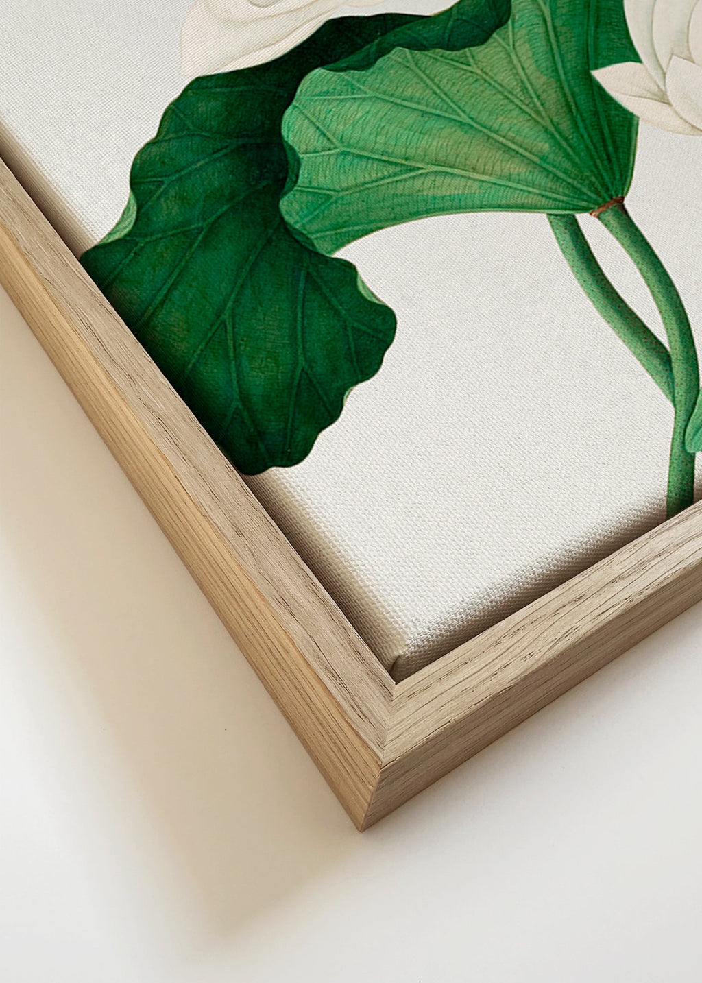 Botanisk plakat Hvid lotus studie