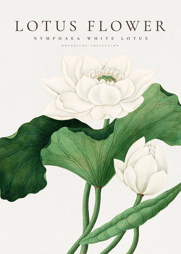 Botanisk plakat Hvid lotus studie