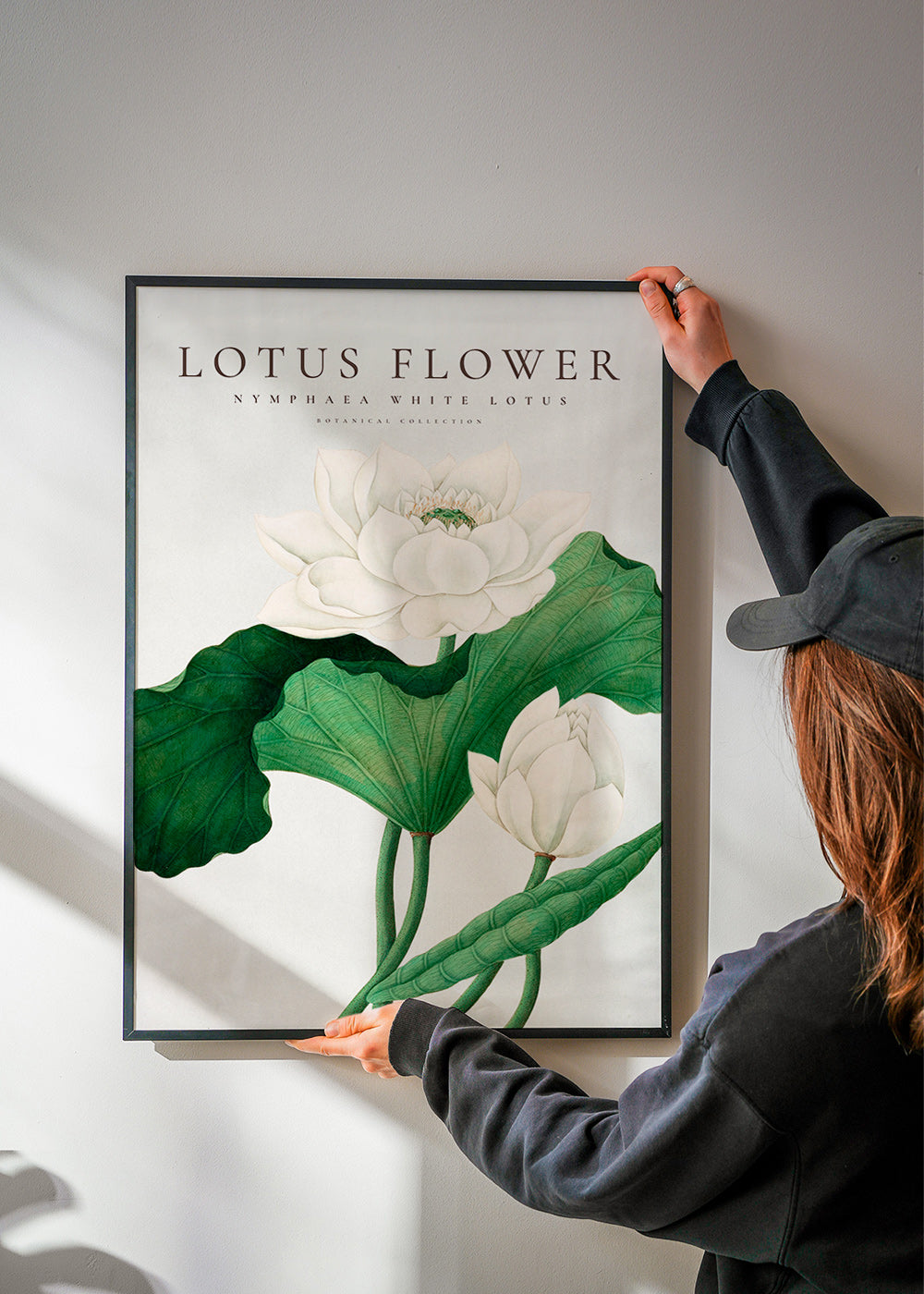 Botanisk plakat Hvid lotus studie