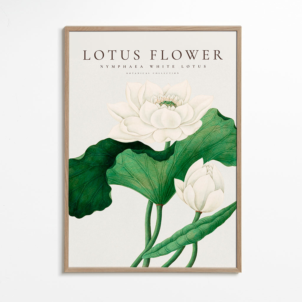 Botanisk plakat Hvid lotus studie