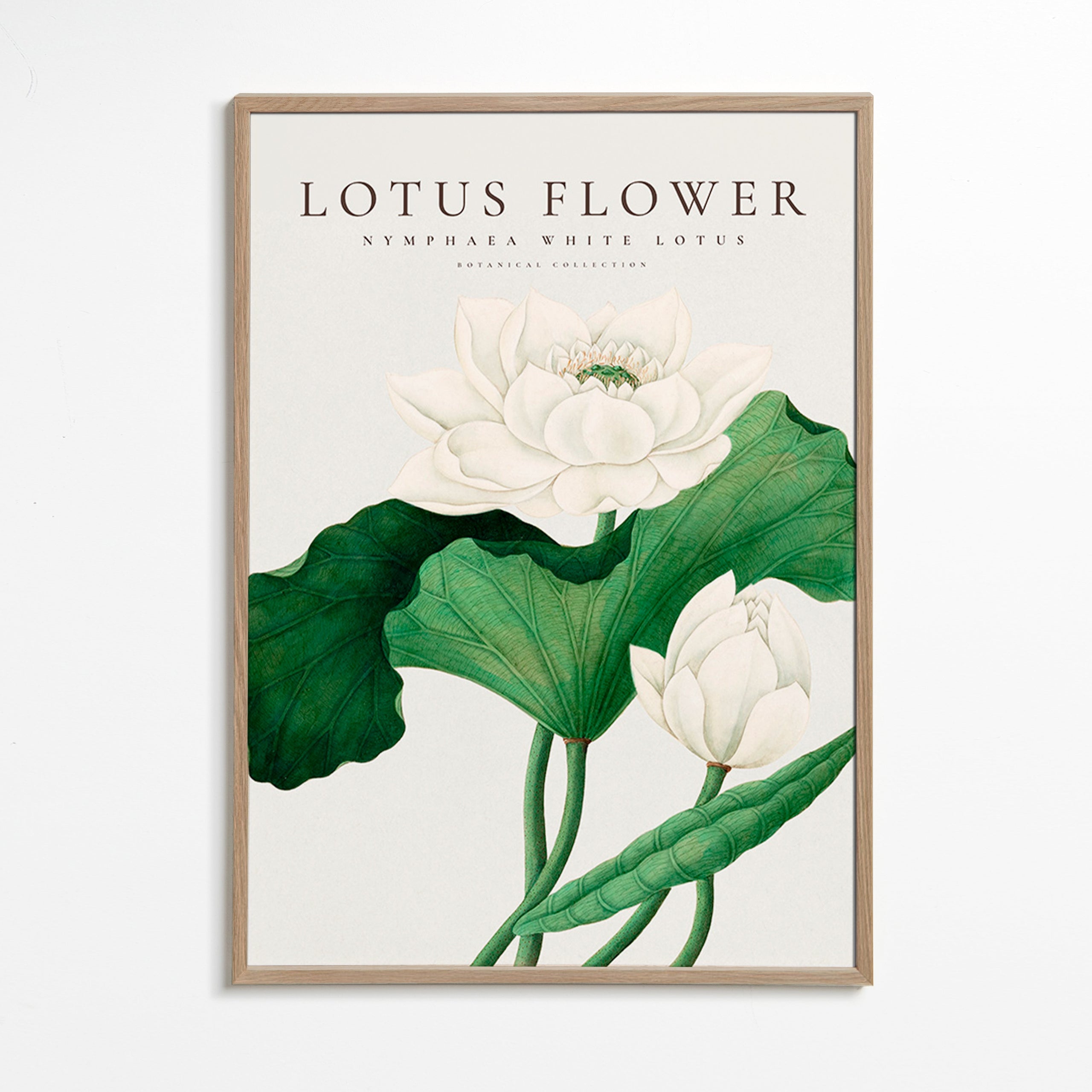 Botanisk plakat Hvid lotus studie
