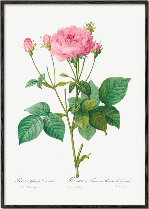 Botanisk plakat Rose Gallica – Black Frame