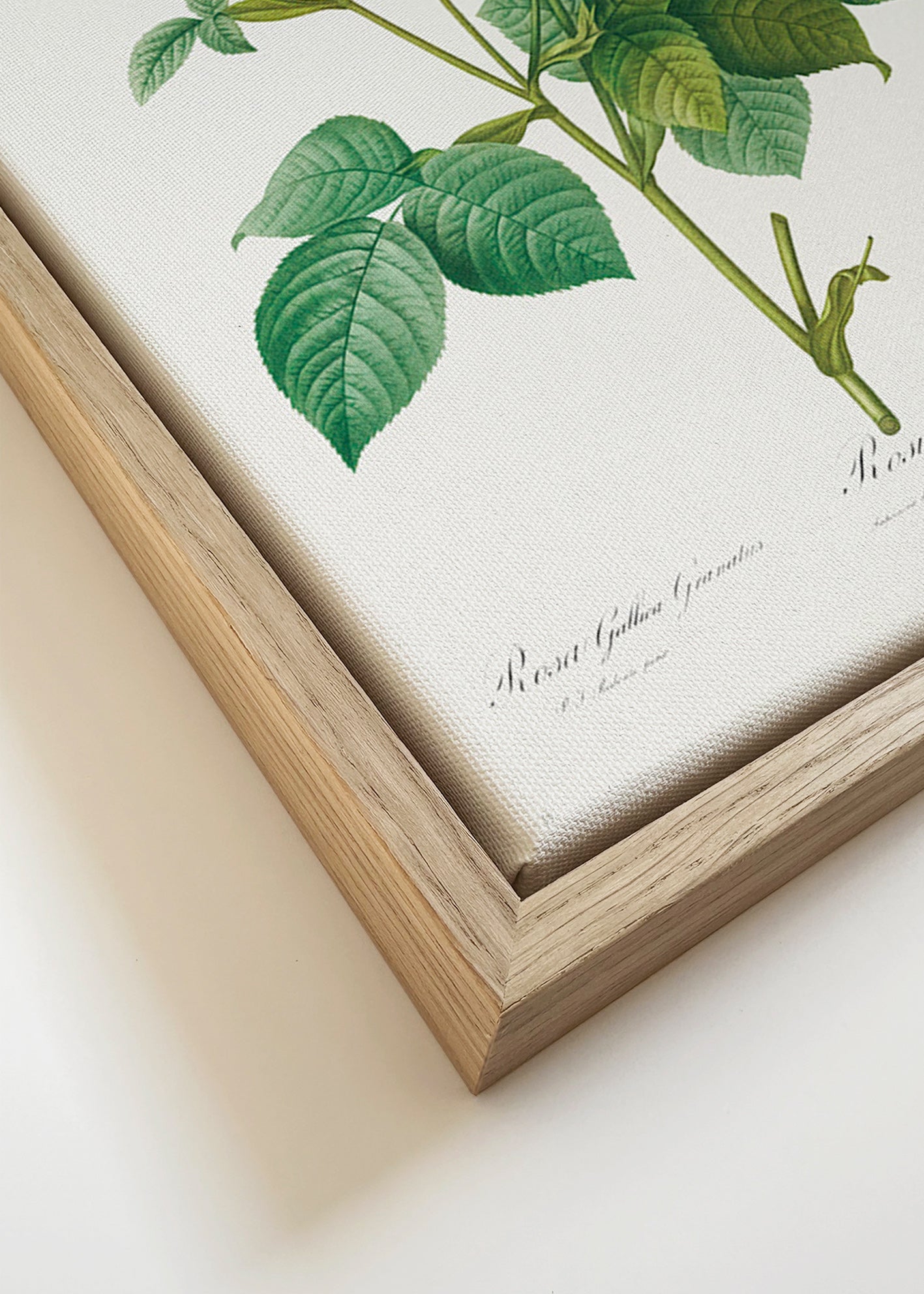 Botanisk plakat Rose Gallica – Canvas detail