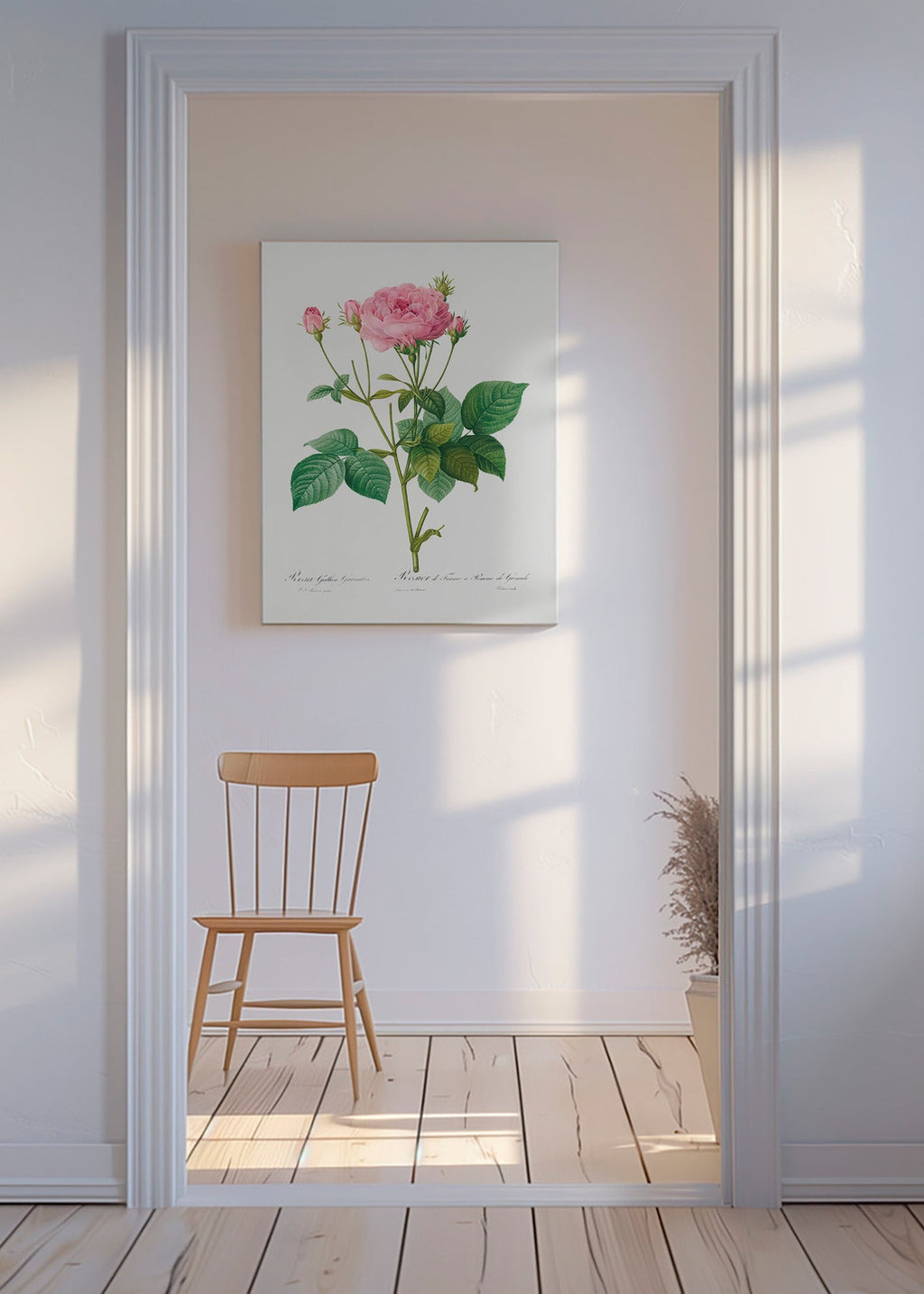 Botanisk plakat Rose Gallica – Canvas