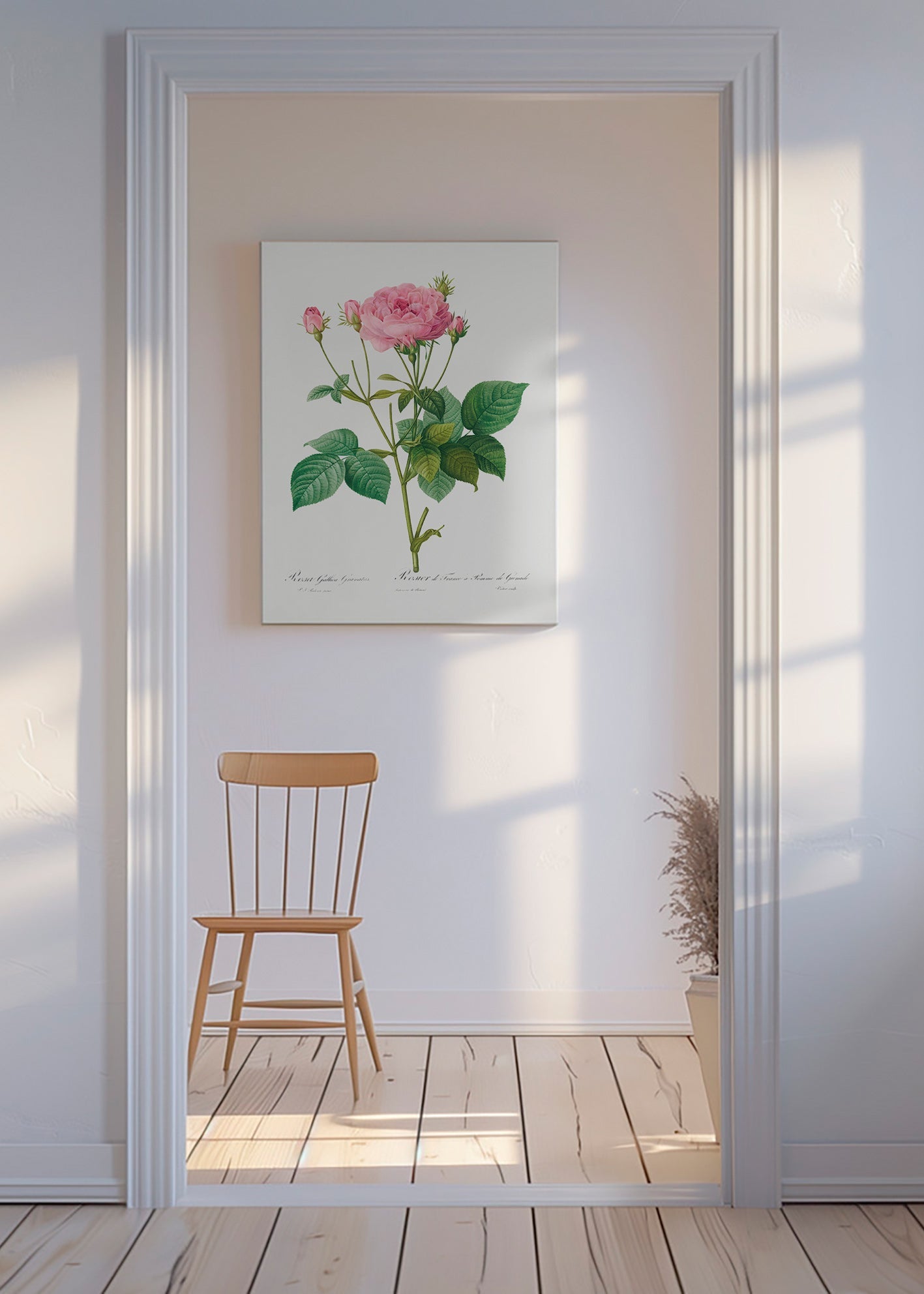 Botanisk plakat Rose Gallica – Canvas