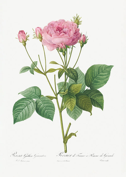 Botanisk plakat Rose Gallica