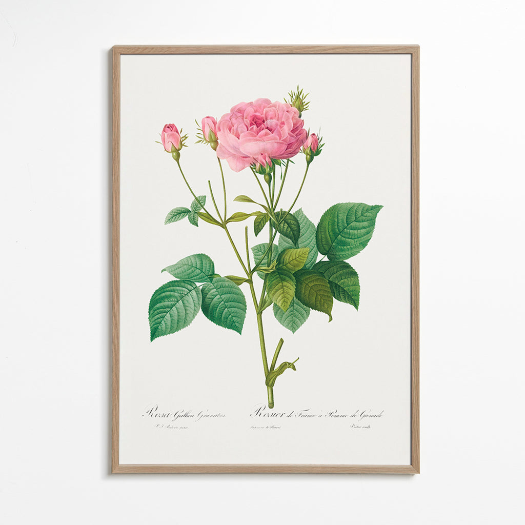 Botanisk plakat Rose Gallica – Oak Frame