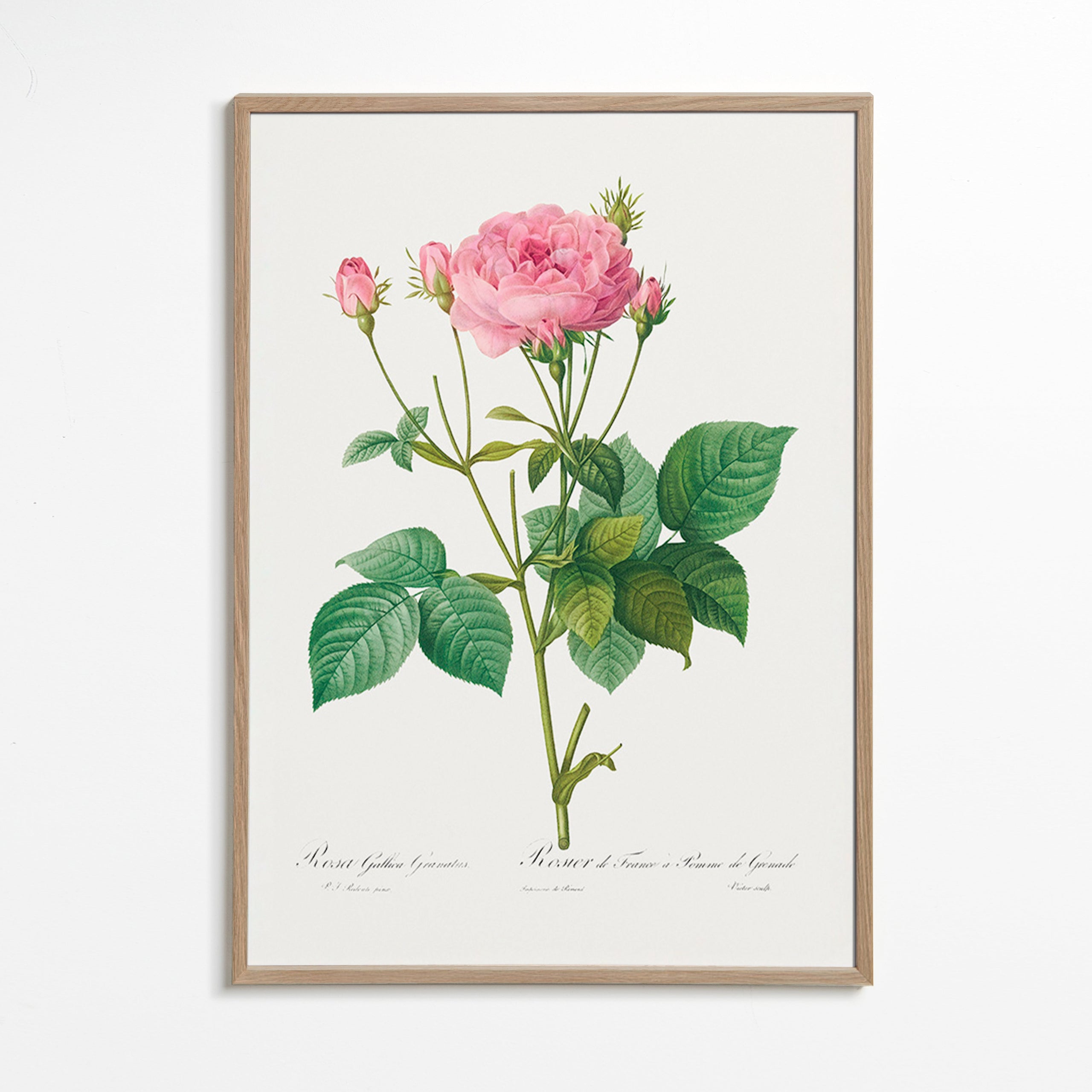 Botanisk plakat Rose Gallica – Oak Frame