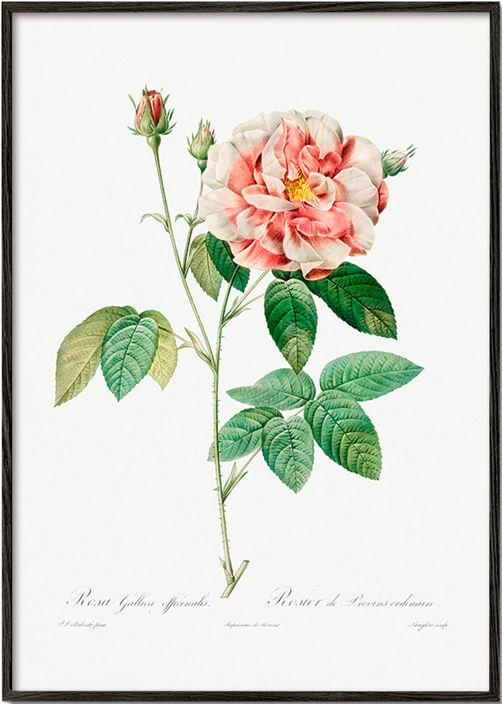Botanisk plakat Rosa Gallica videnskabelig plade – Black Frame