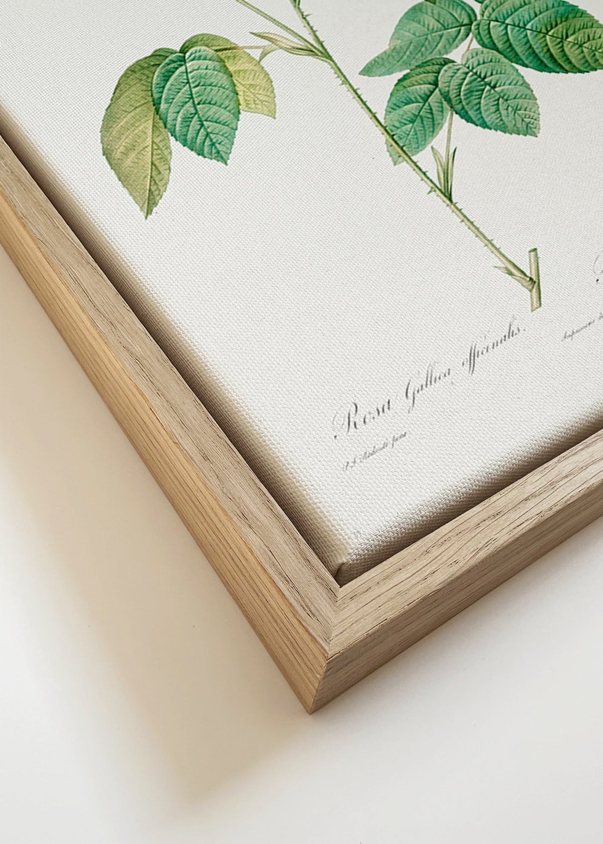 Botanisk plakat Rosa Gallica videnskabelig plade – Canvas detail