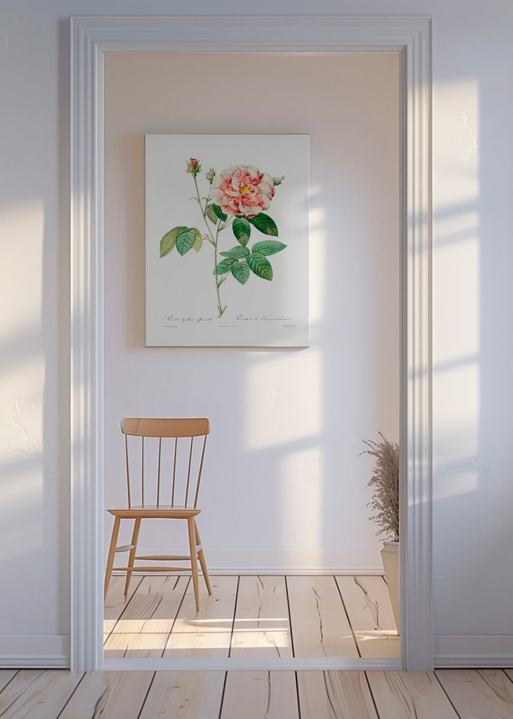 Botanisk plakat Rosa Gallica videnskabelig plade – Canvas