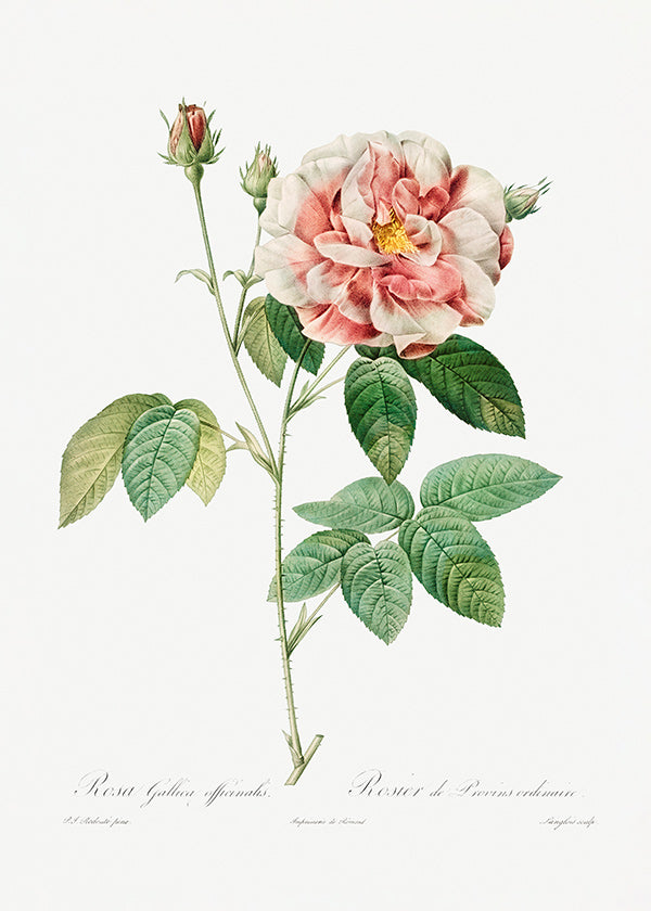 Botanisk plakat Rosa Gallica videnskabelig plade