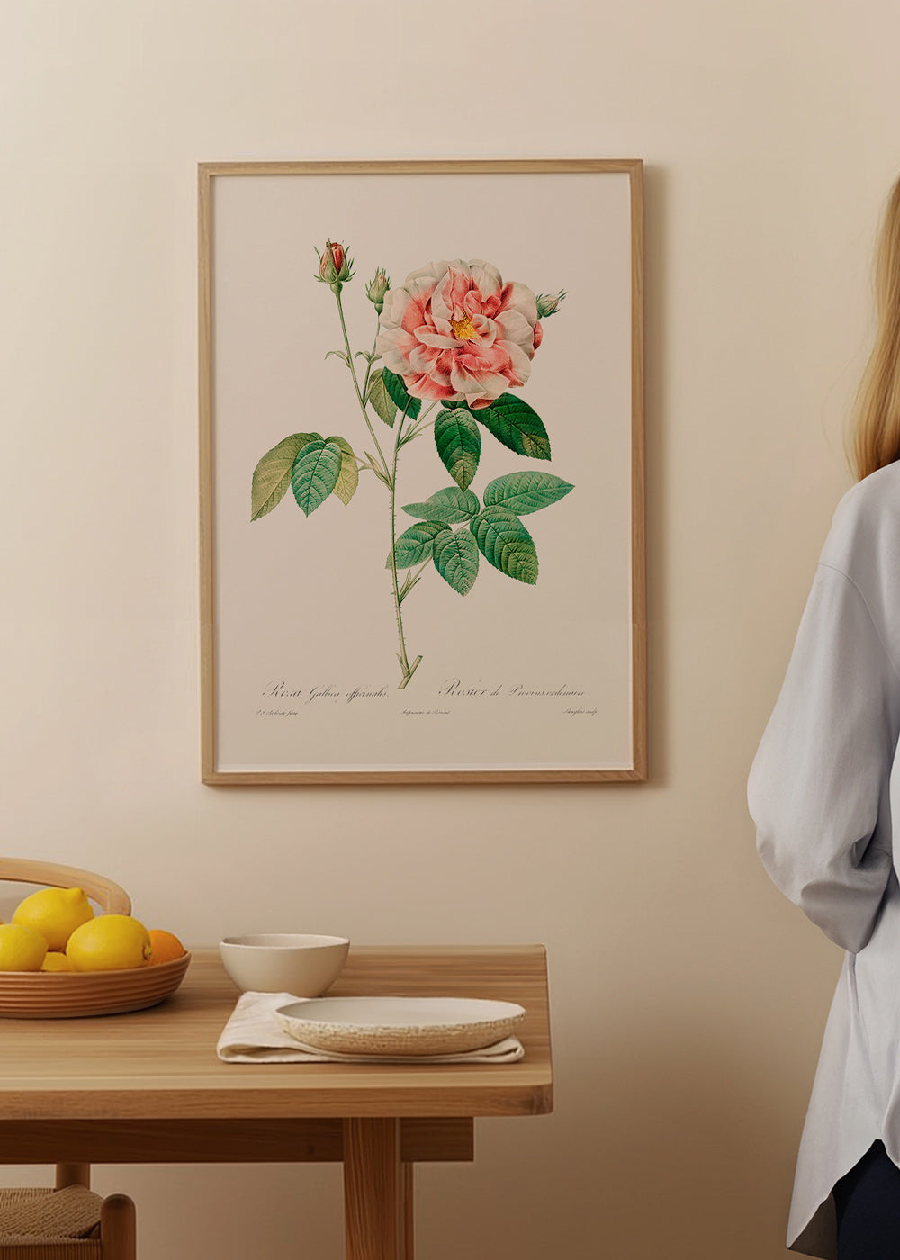 Botanisk plakat Rosa Gallica videnskabelig plade – Product1