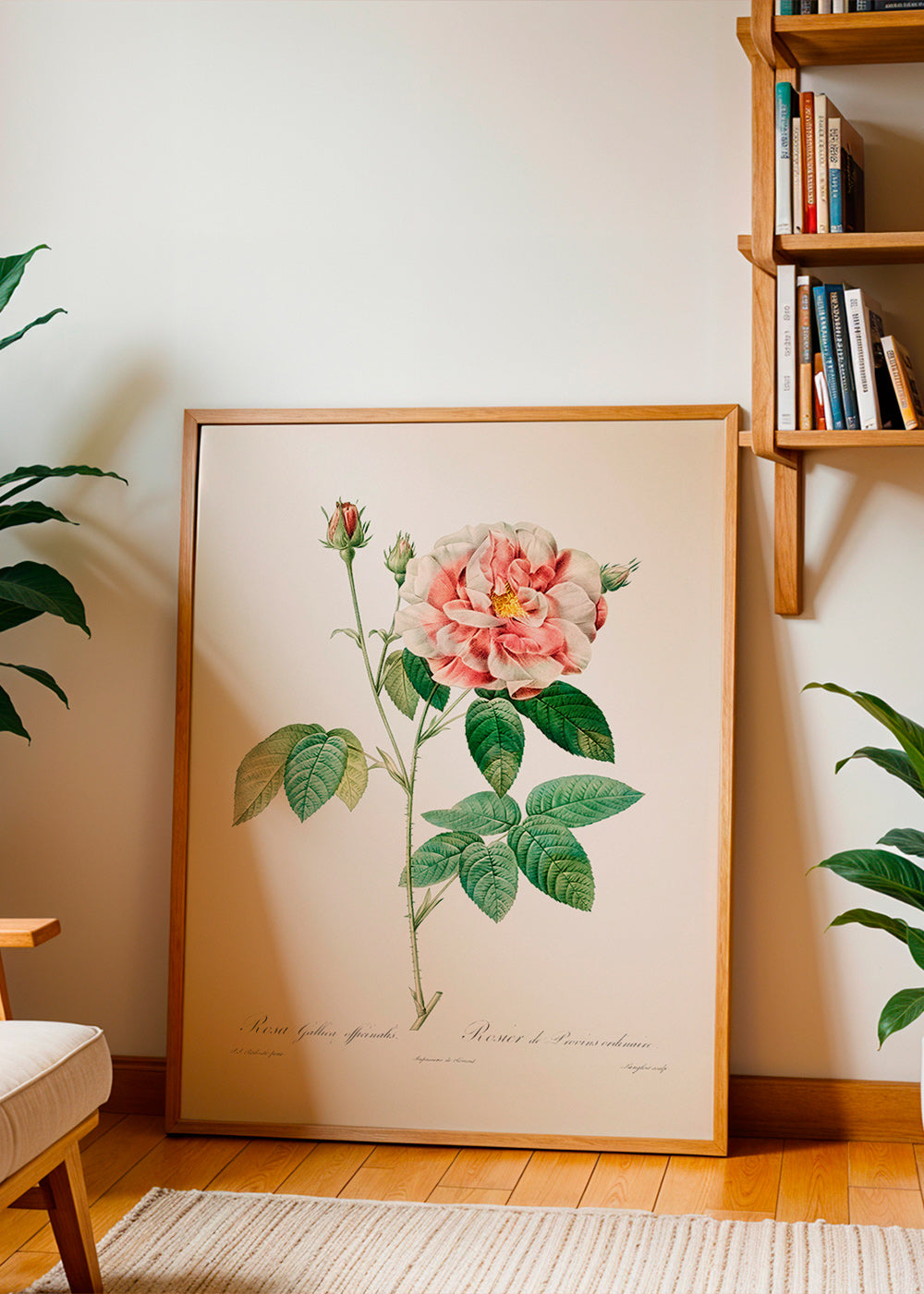 Botanisk plakat Rosa Gallica videnskabelig plade – Product3