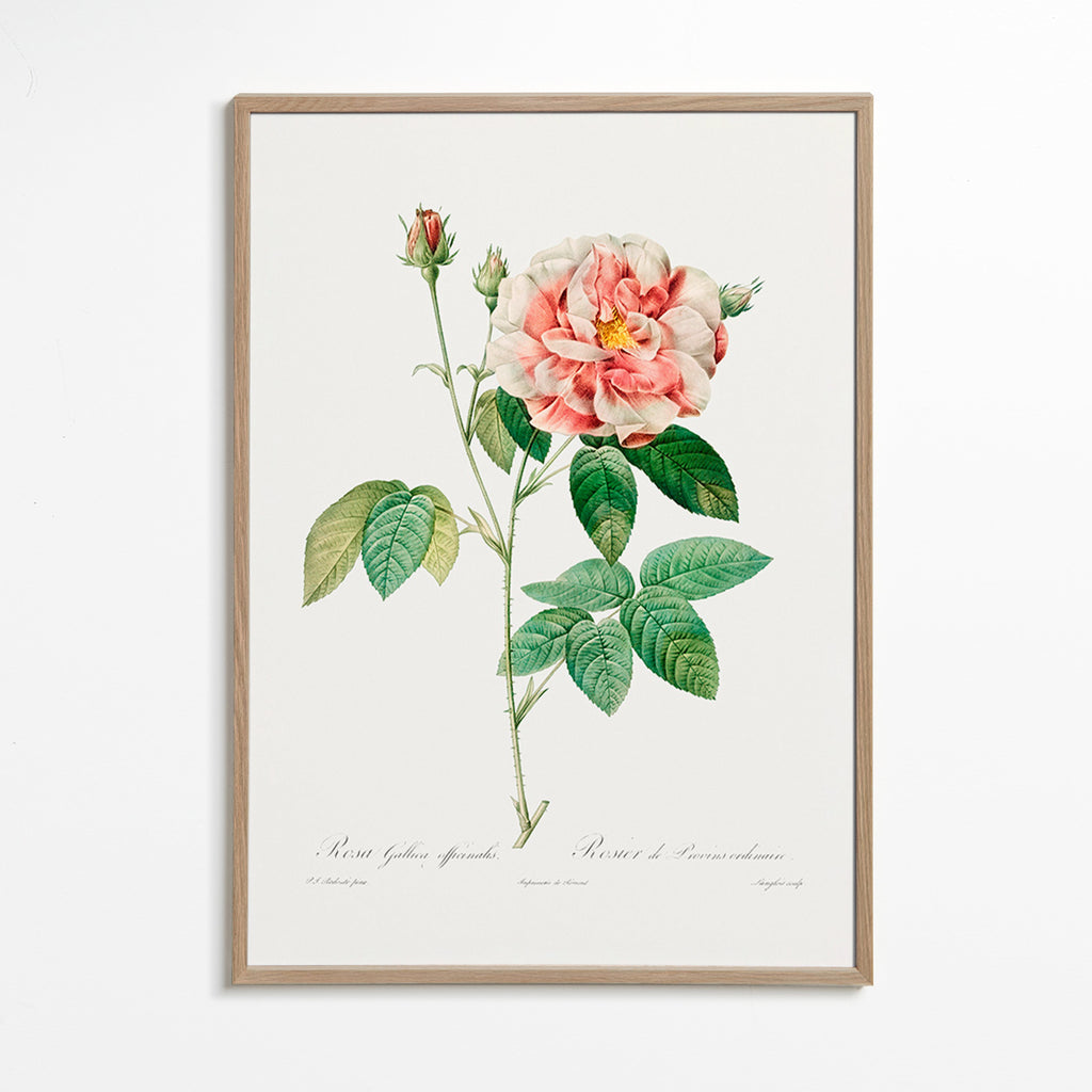 Botanisk plakat Rosa Gallica videnskabelig plade – Oak Frame