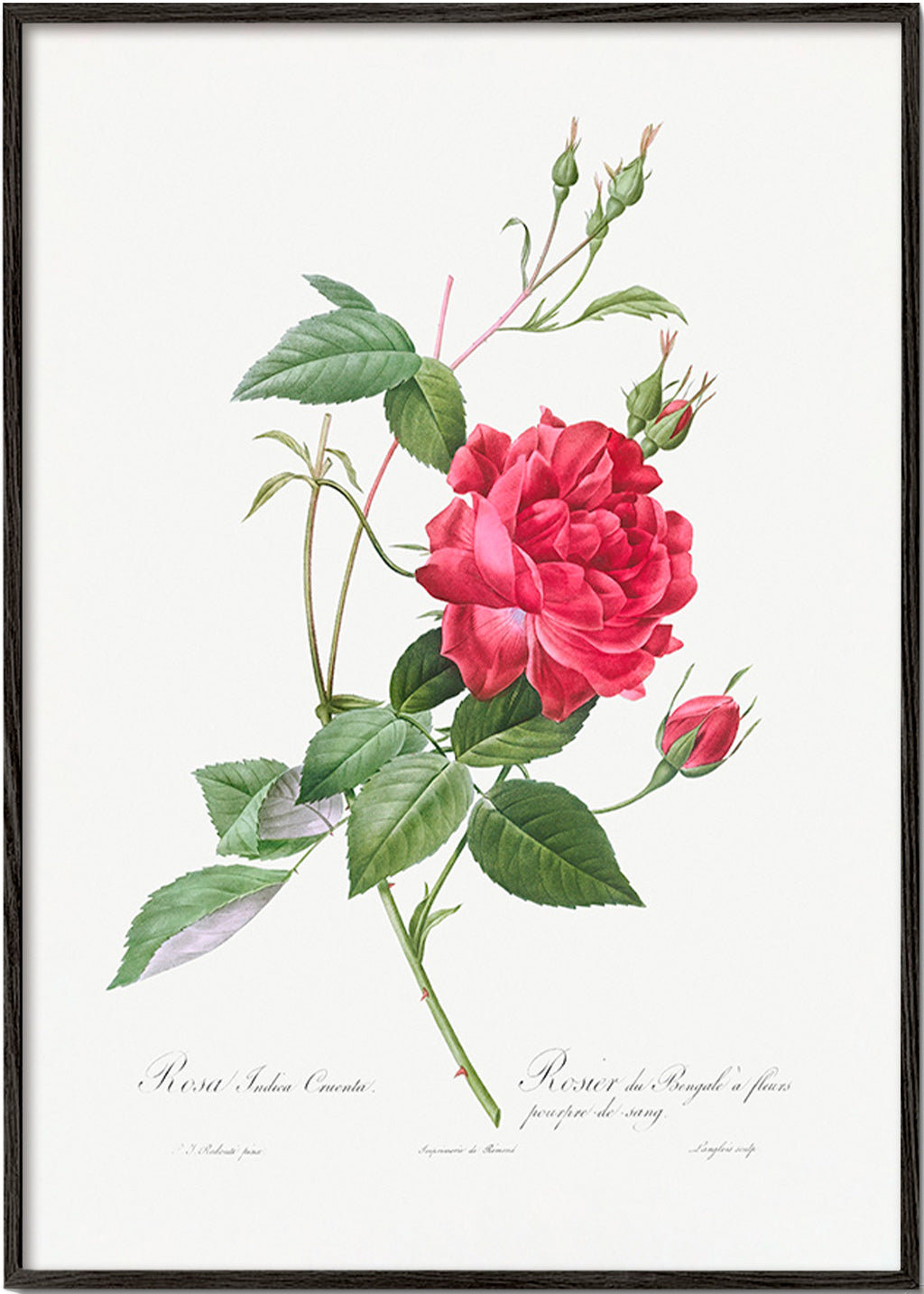 Botanisk plakat med rød rose i tæt visning – Black Frame