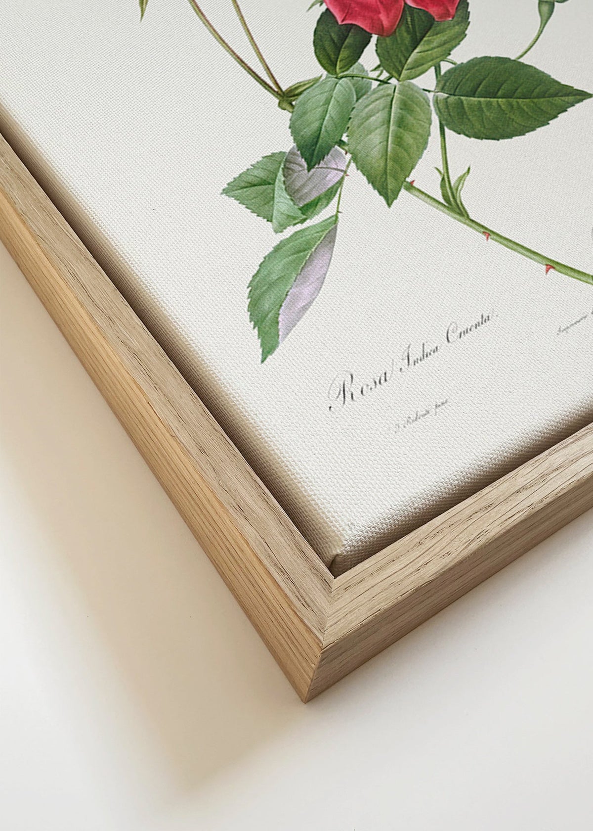 Botanisk plakat med rød rose i tæt visning – Canvas detail