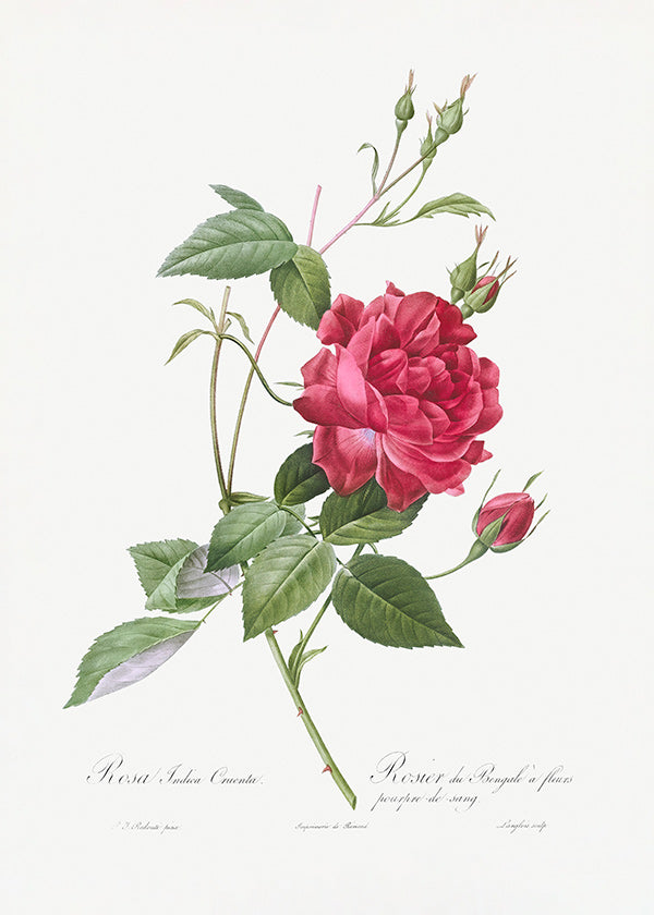 Botanisk plakat med rød rose i tæt visning