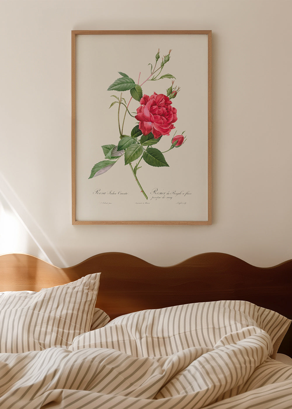 Botanisk plakat med rød rose i tæt visning – Product3