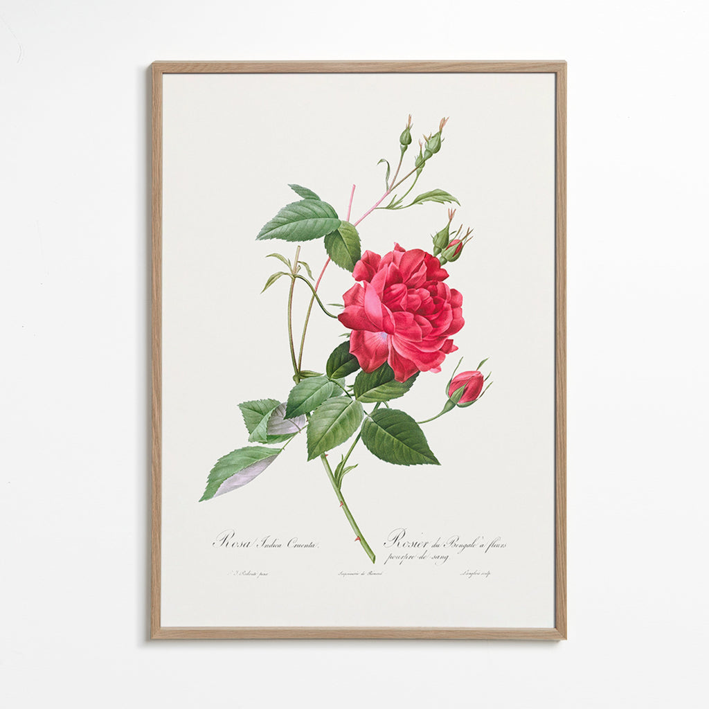 Botanisk plakat med rød rose i tæt visning – Oak Frame