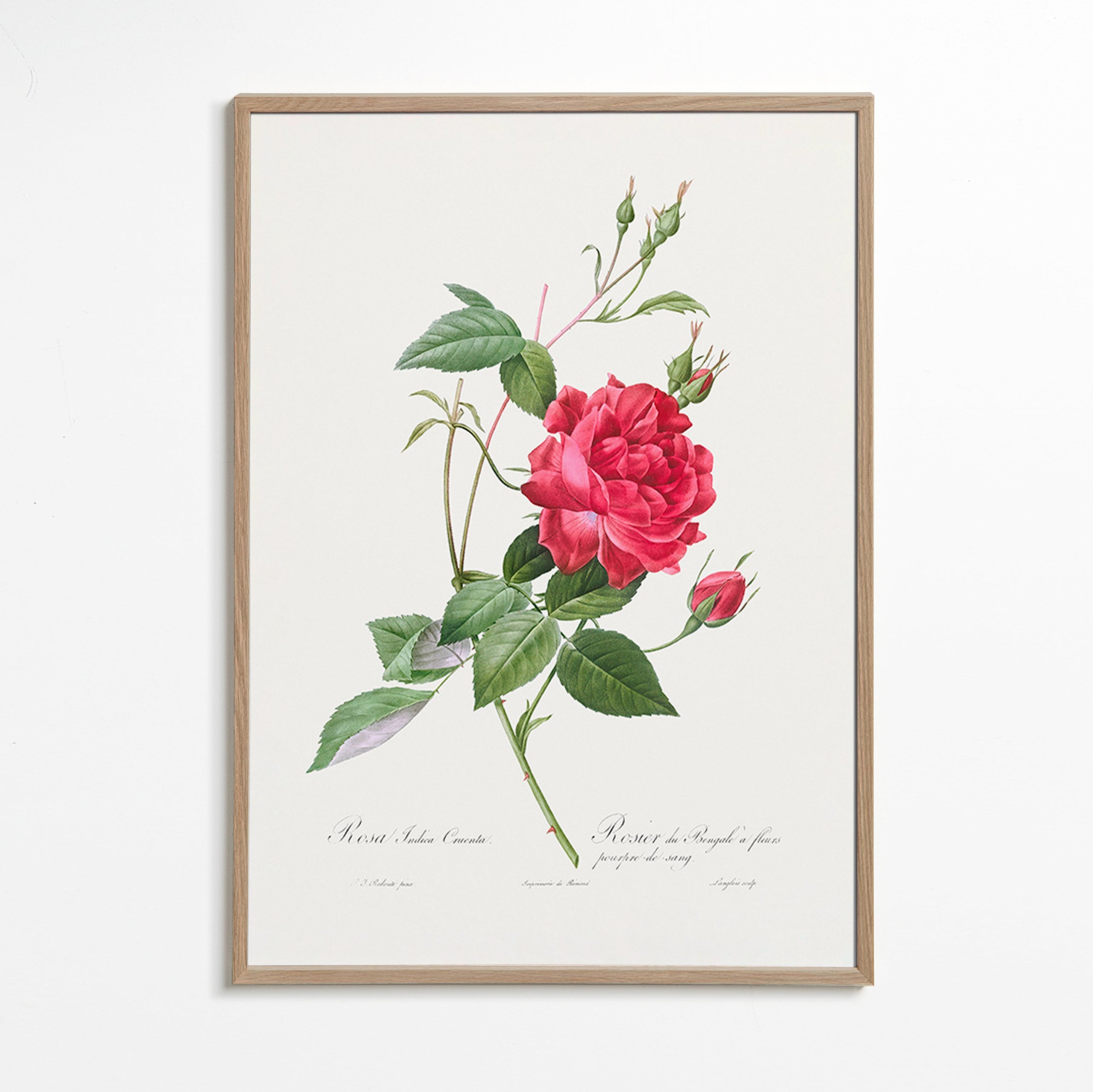 Botanisk plakat med rød rose i tæt visning – Oak Frame