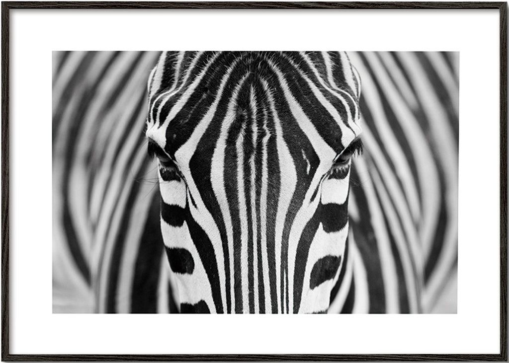 Zebra close-up fotografi – Black Frame