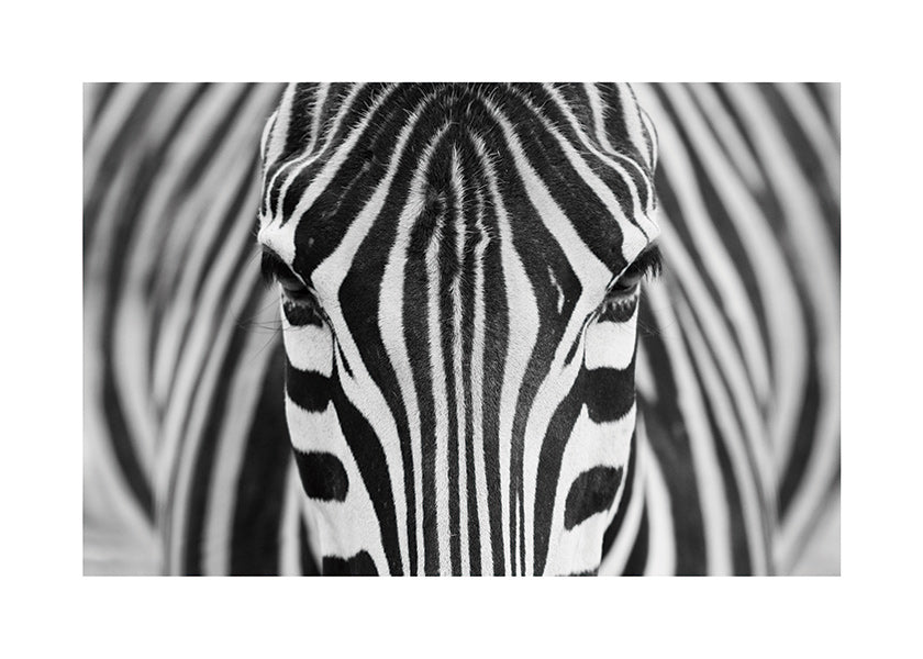 Zebra close-up fotografi