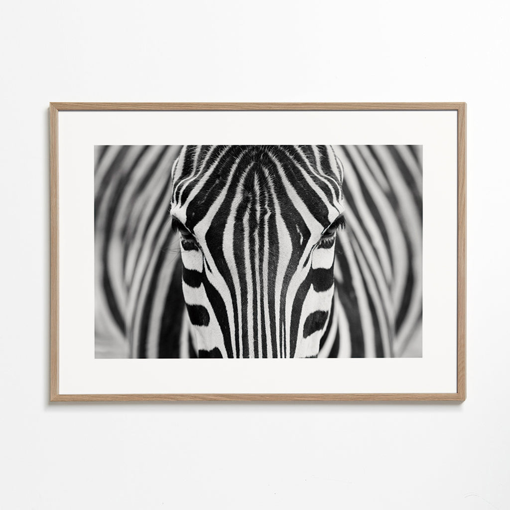 Zebra close-up fotografi – Oak Frame
