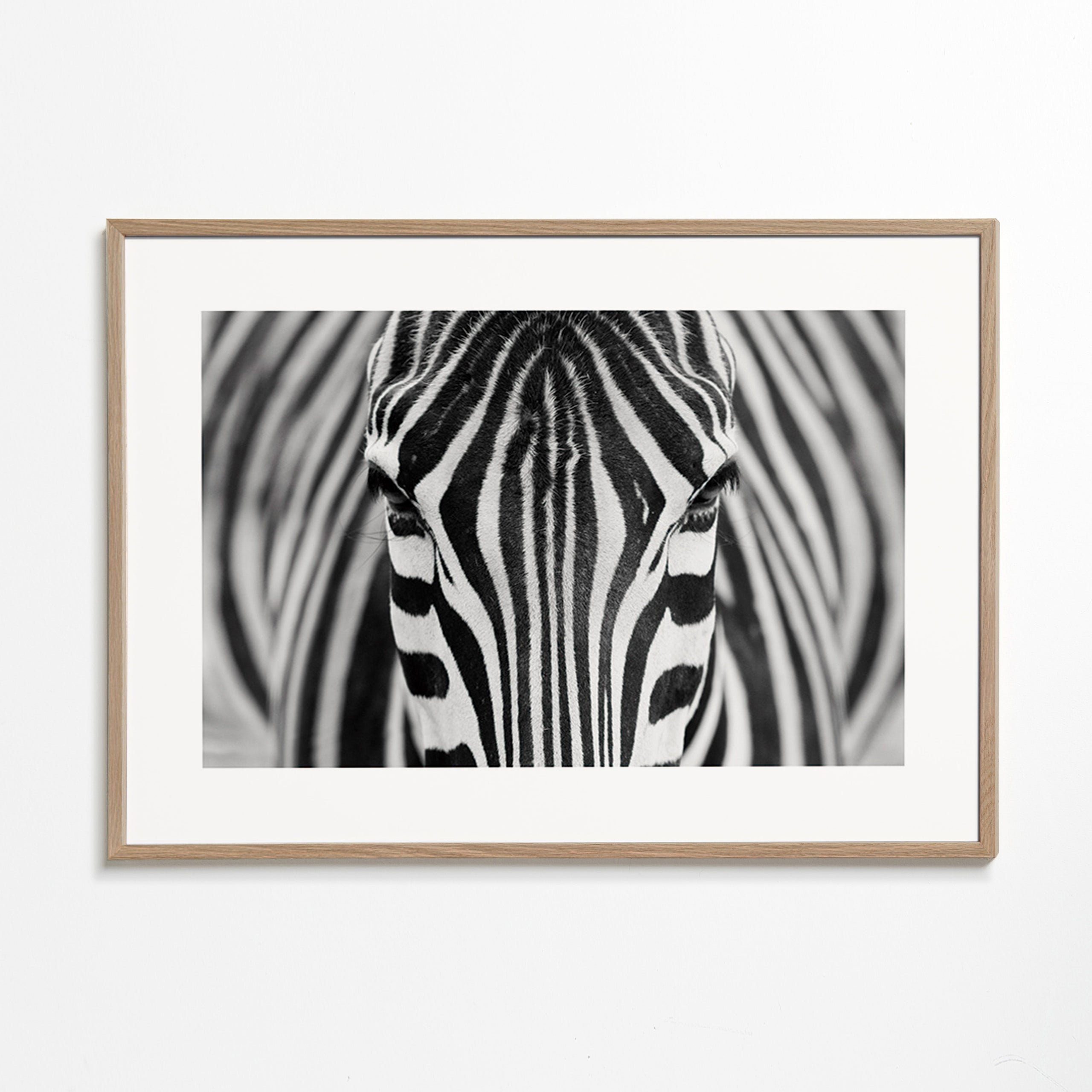 Zebra close-up fotografi – Oak Frame