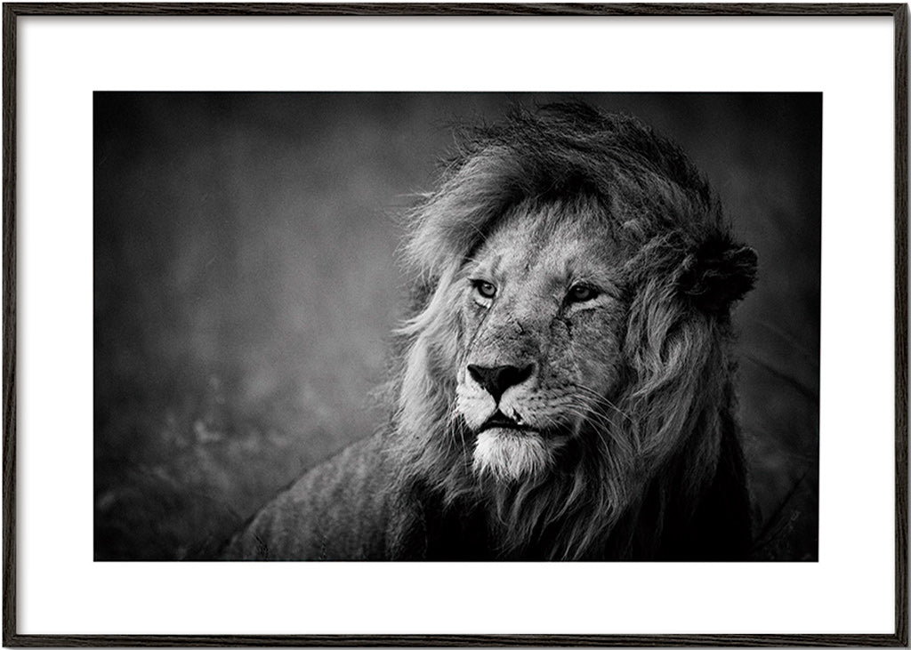 Løveportræt fotografi – Black Frame