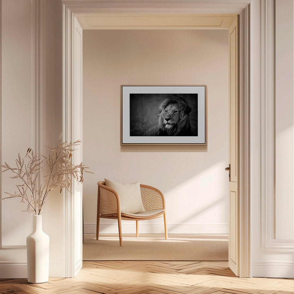 Løveportræt fotografi – Canvas2