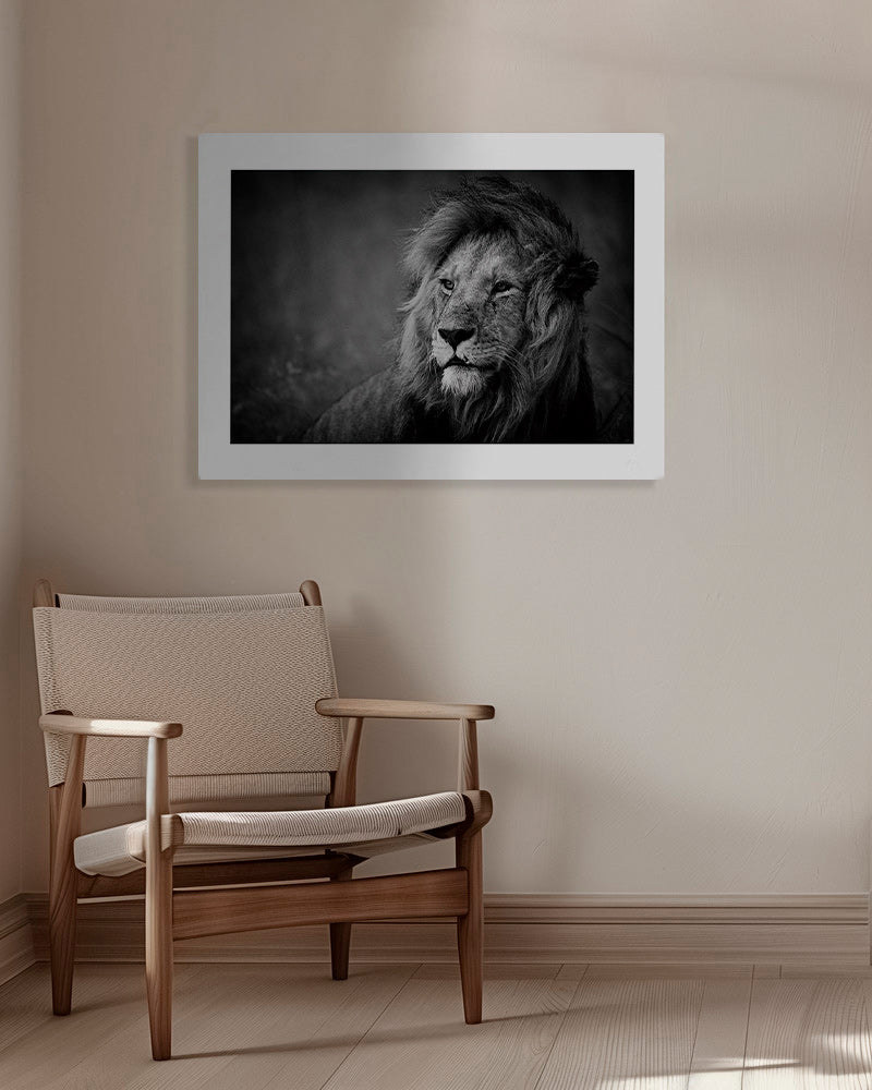 Løveportræt fotografi – Canvas