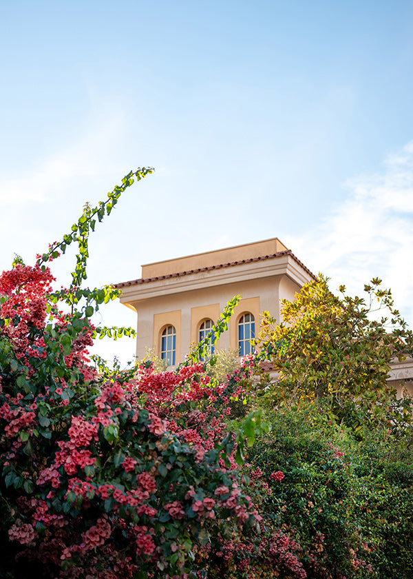 Botanisk plakat med Amalfi-facade og bougainvillea