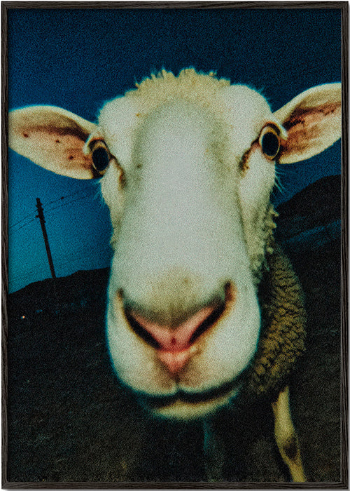 Fåreportræt i close-up