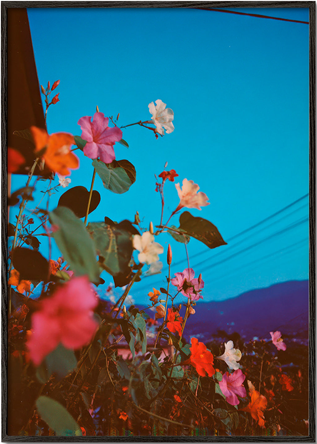 Botanisk plakat: bougainvillea ved skumring