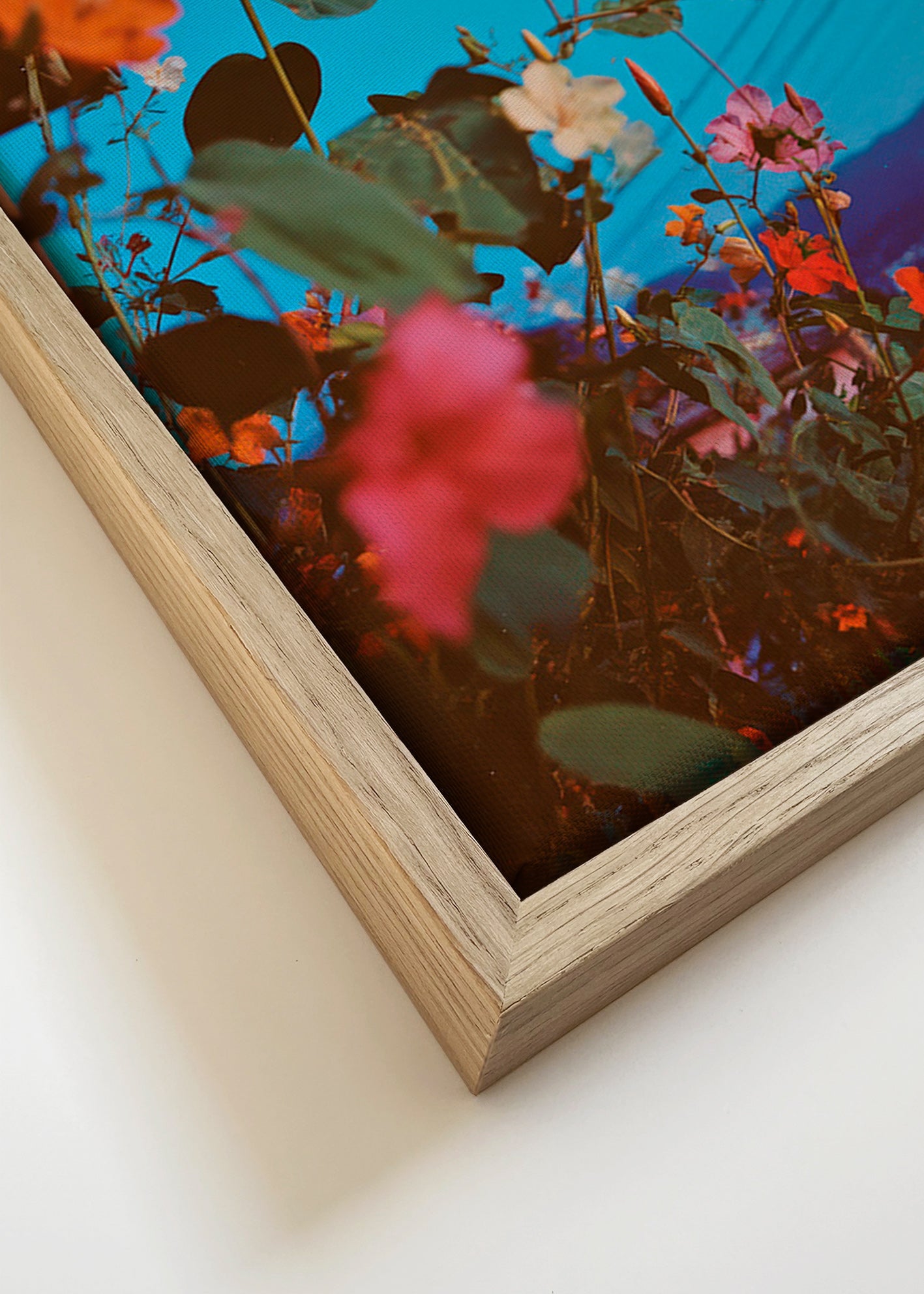 Botanisk plakat: bougainvillea ved skumring