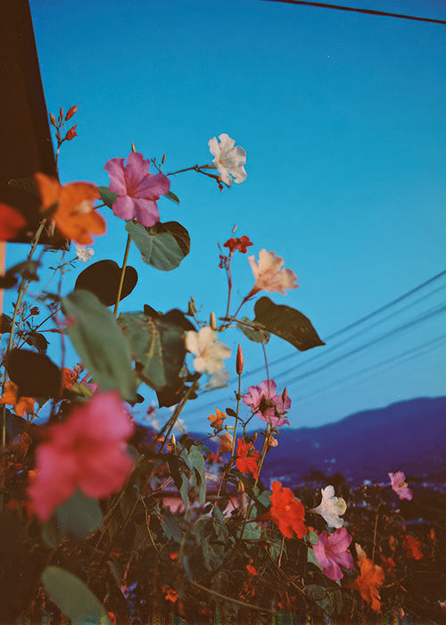 Botanisk plakat: bougainvillea ved skumring
