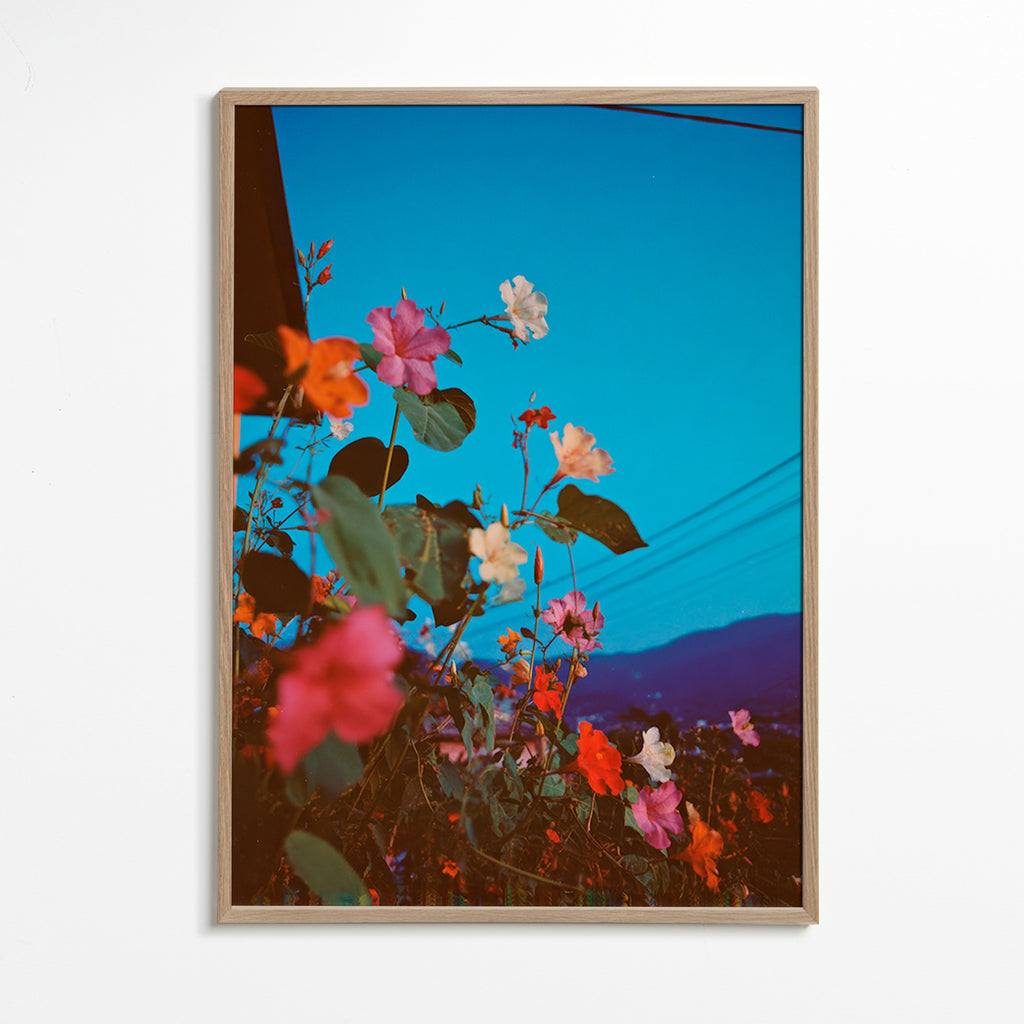 Botanisk plakat: bougainvillea ved skumring